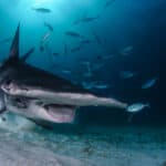 Great hammerhead