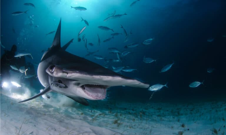 Great Hammerhead Shark Swimming among Divers with Open Mouth in Bahamas.