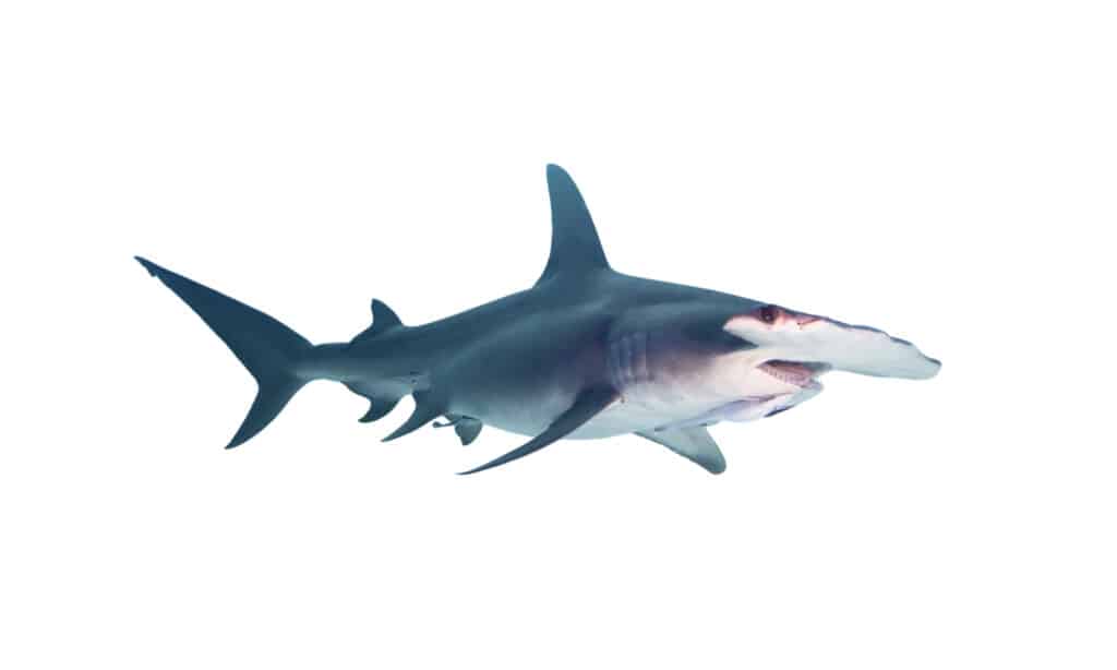 Great Hammerhead Shark isolated on white background.