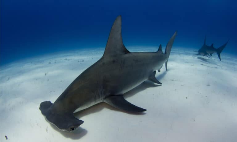 Great Hammerhead Sharks can reach lengths of 20 ft. and can weigh up to 1,280 pounds.