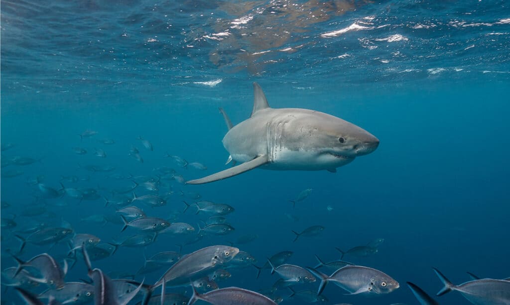 Great White Shark in pond