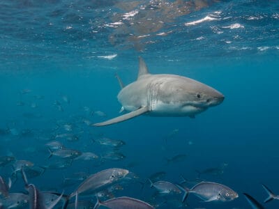 A Watch Five Great White Sharks Circle a Terrified Diver and Manage to Break His Cage