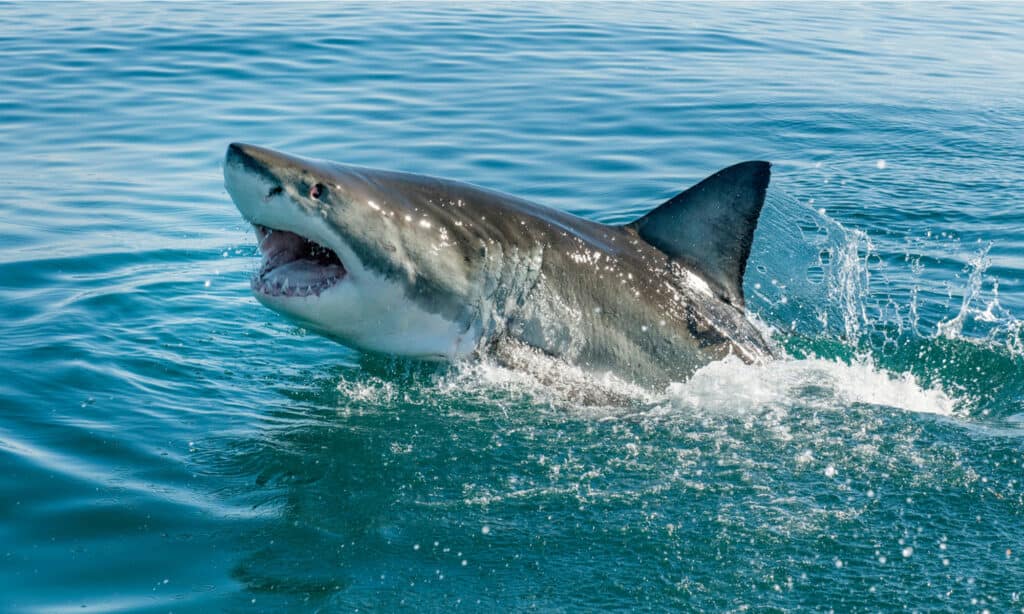 Great White shark breaching