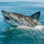 Great White shark breaching