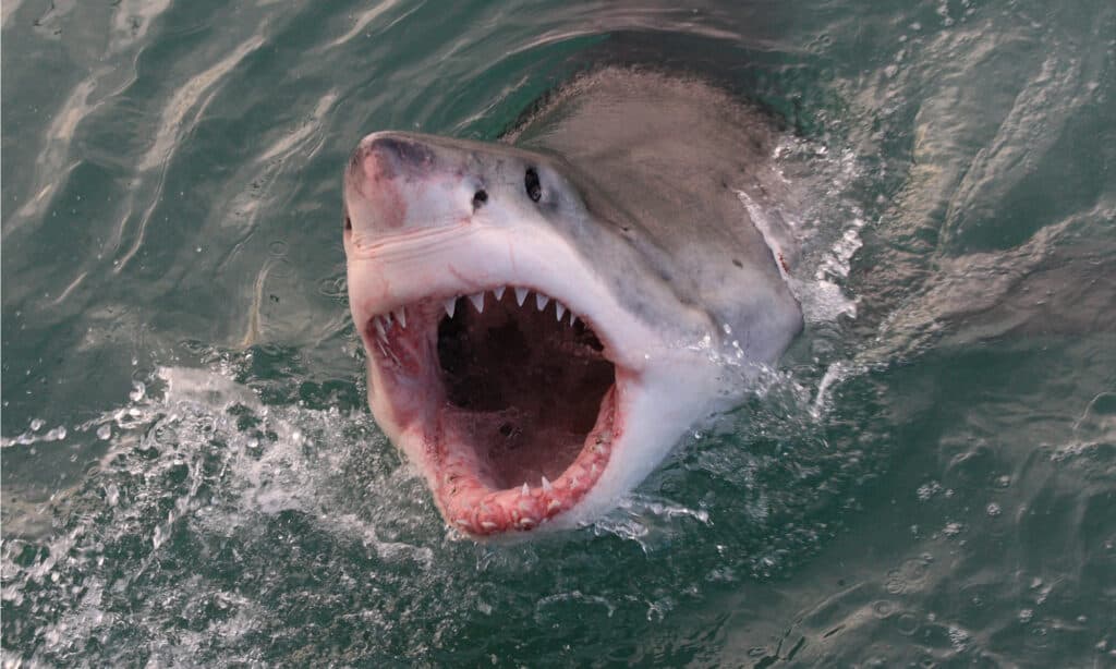 Great White shark, Carcharodon carcharias, in the Indian Ocean at Gansbay, South Africa.