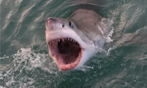 10 Incredible Shark Facts Picture