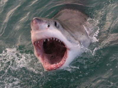 A 8 North Carolina Beaches with the Most Shark Attacks