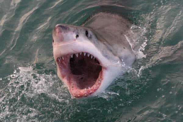 Great White shark, Carcharodon carcharias, in the Indian Ocean at Gansbay, South Africa.