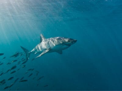A Discover the 10 Most Shark Infested Waters in the World!
