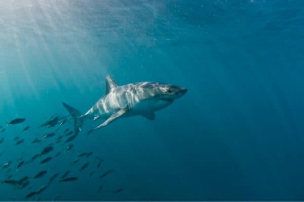 Great white shark underwater, Gansbaai,  South Africa.
