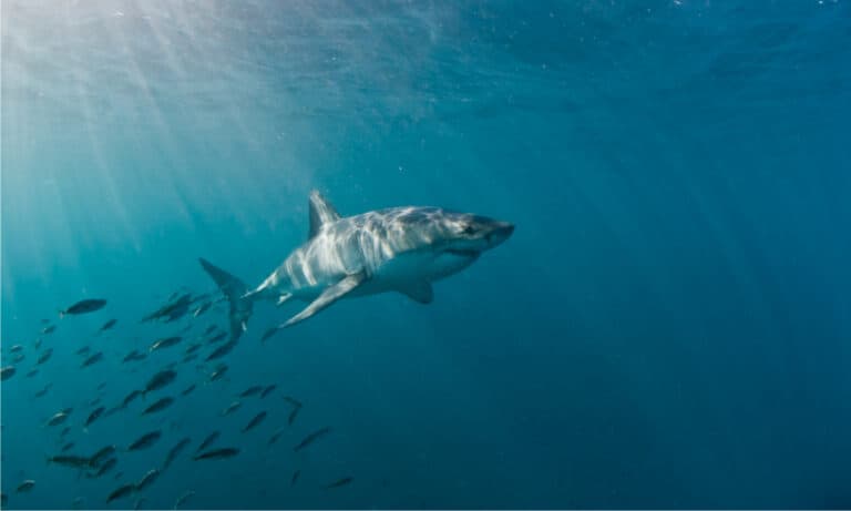 Great White shark with fish