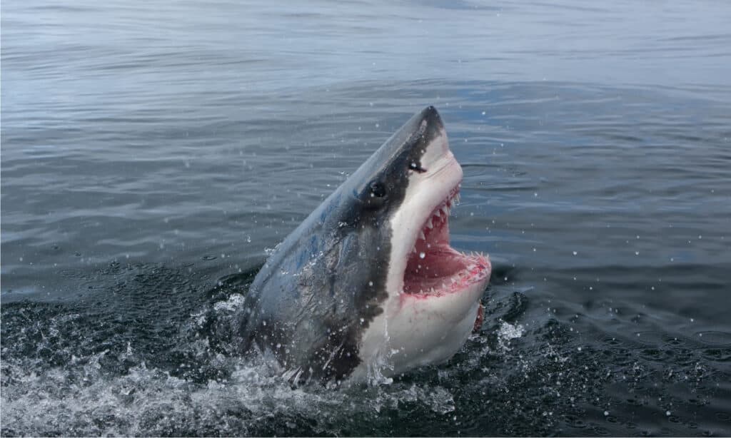 The great white shark, Carcharodon carcharias, bares its teeth.
