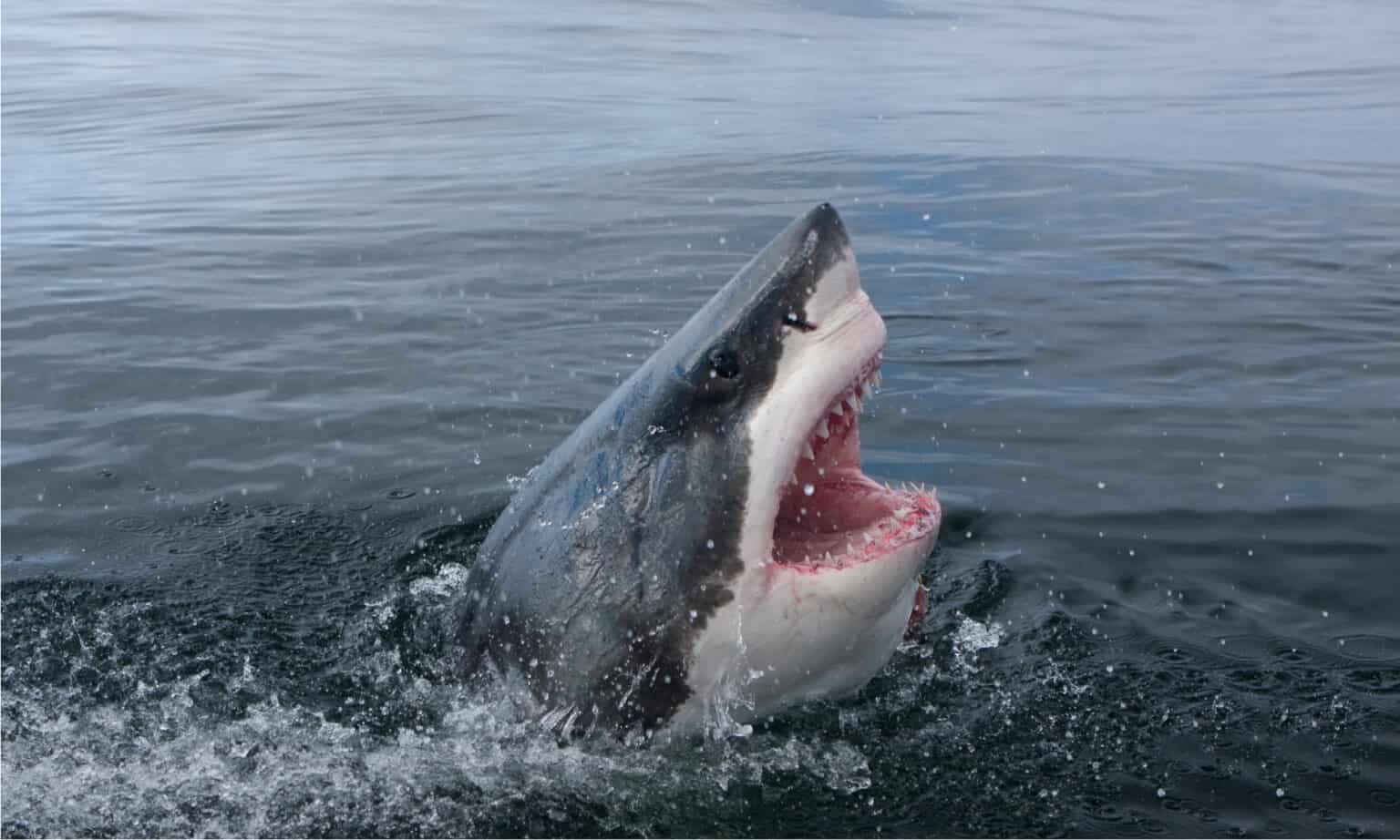 How Deep Can Great White Sharks Dive and What's Their Deep Sea Prey ...