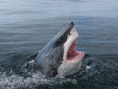 A California Shark Infested Waters: Where Bites Happened Last Year