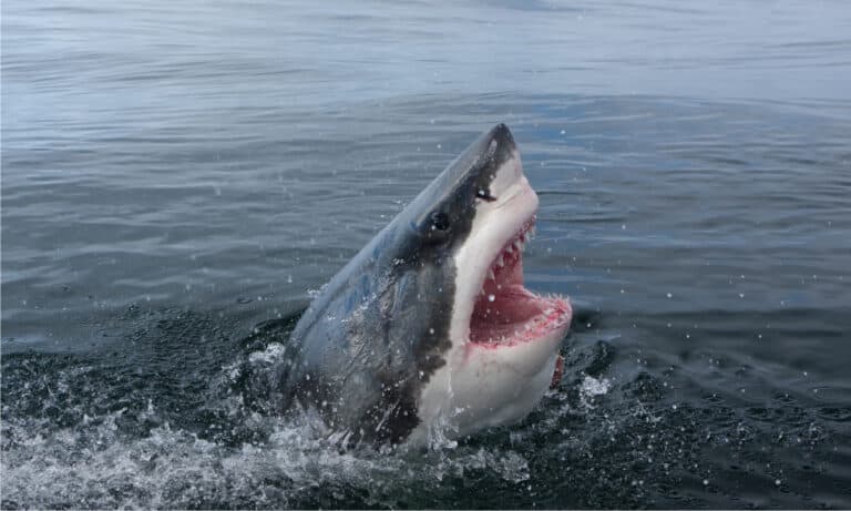 Great white shark, Carcharodon carcharias, showing its teeth.