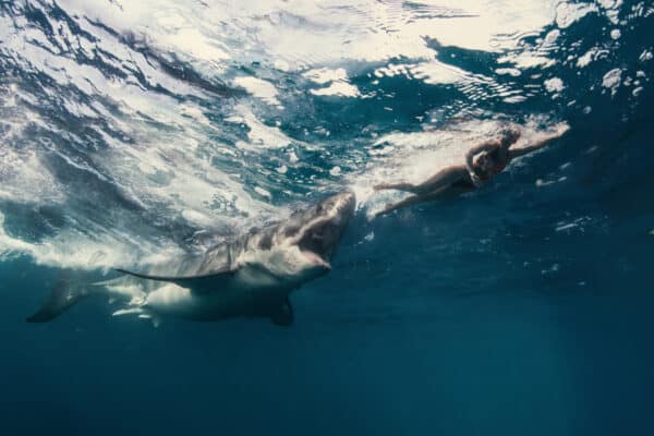 Great white shark attacks swimmer at sea.