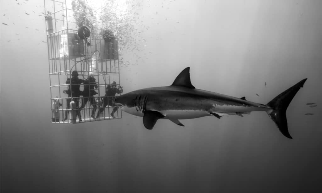 A huge great white shark investigates 3 divers in a shark cage as sun rays penetrate the clear, cool waters of Guadalupe Island, Mexico.