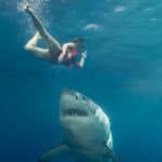 Rare as they are, unprovoked shark attacks do occur, and it’s not always clear why. Discover precautions to keep in mind.