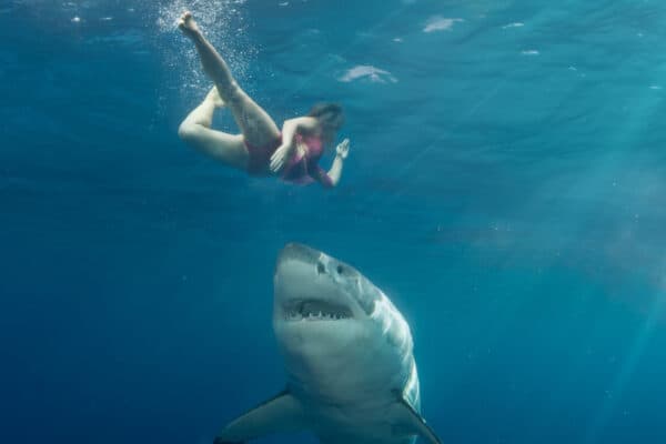 Great White Shark attack swimmer