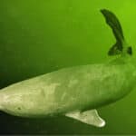 The Greenland shark can reach a maximum weight of over 2,000 pounds.