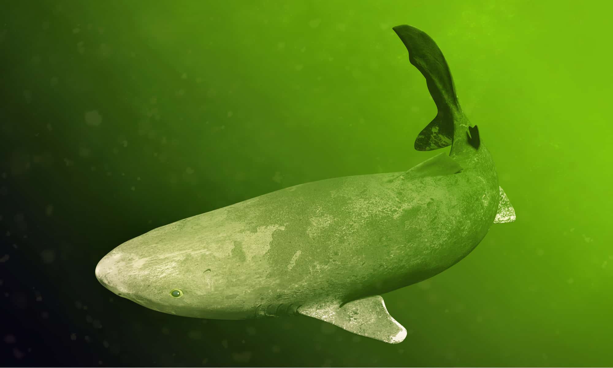 Greenland shark swimming, Somniosus microcephalus, shark with the longest known lifespan of all vertebrate species