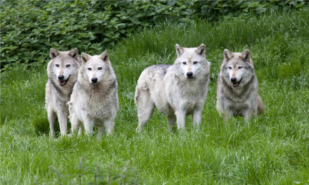 A pack of four European Grey Wolves playing in grass.