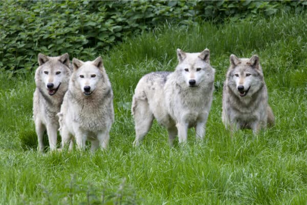A pack of four European Grey Wolves playing in grass.