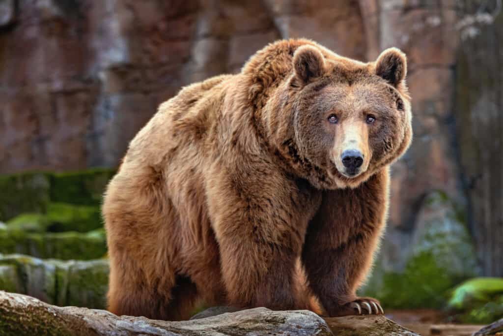 A brown grizzly bears in the center of the frame staring at the camera.Four large claws ar visible on the bears left paw, which is resting on a rock. The background is an out of focus rock outcropping with green accents visible to the right and left of the grizzly, lower frame.