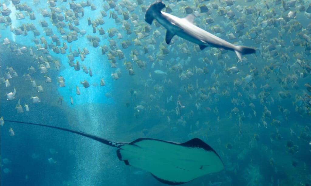 A manta ray gliding under a ferocious hammerhead shark.