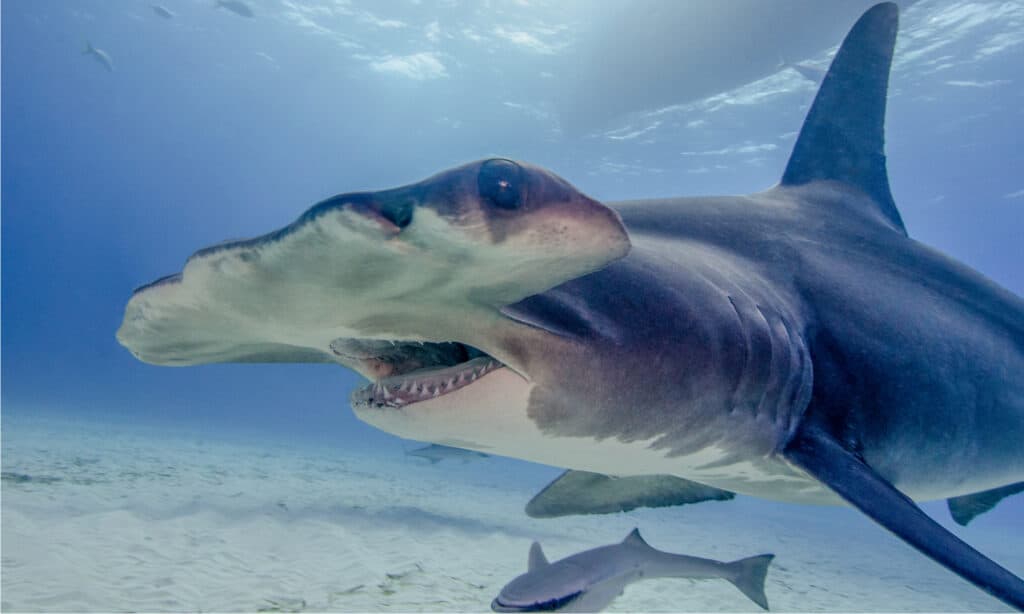 hammerhead shark attacking a person