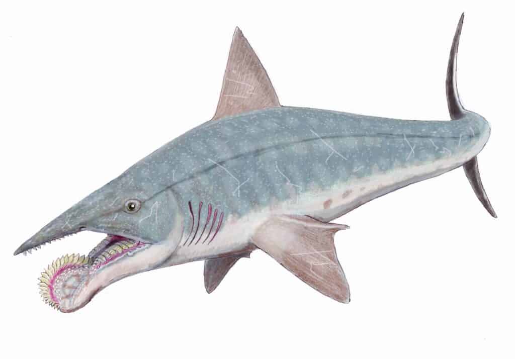 prehistoric electric shark