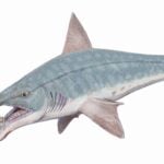 Helicoprion