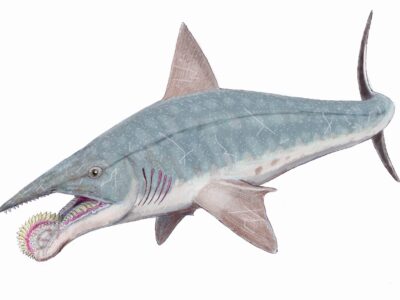 A Helicoprion bessonowi