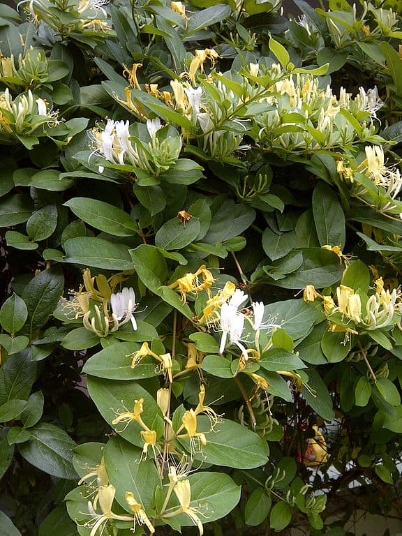 Lonicera japonica Japanese honeysuckle