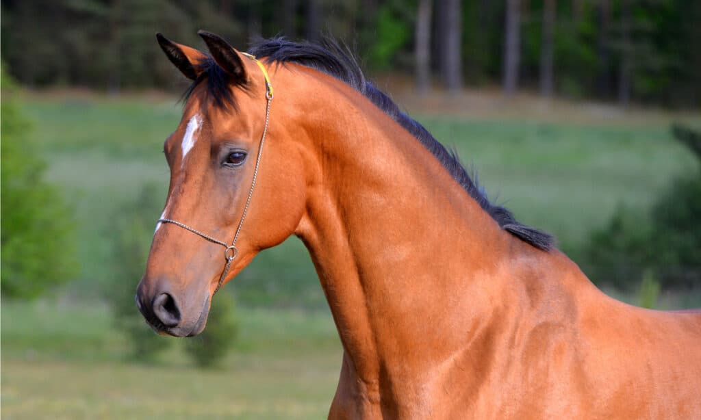 Bay Akhal Teke horse standing in the field in show halter.