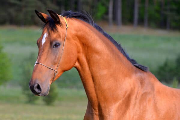 Bay Akhal Teke horse standing in the field in show halter.
