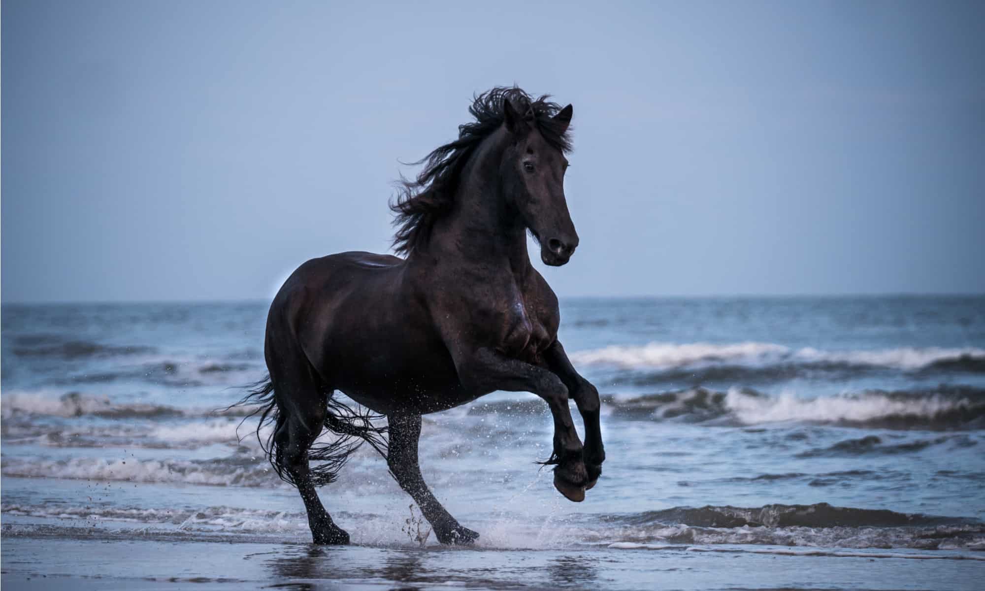 The 200+ Best and Most Creative Black Horse Names - A-Z Animals