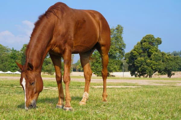 A brown horse eating grass in the pasture.