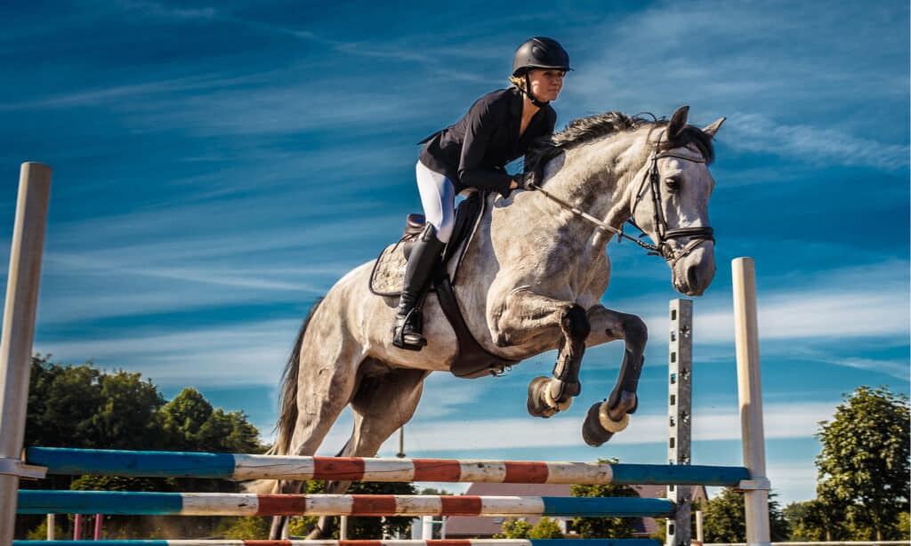 Horse rider in action at show jumping event.