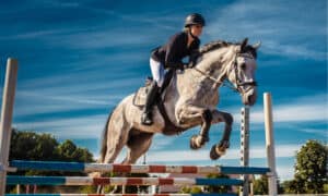 The 15 Best Horse Breeds To Use For Show Jumping Picture
