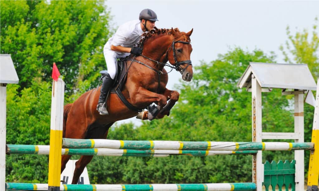 Rider in jumping show.