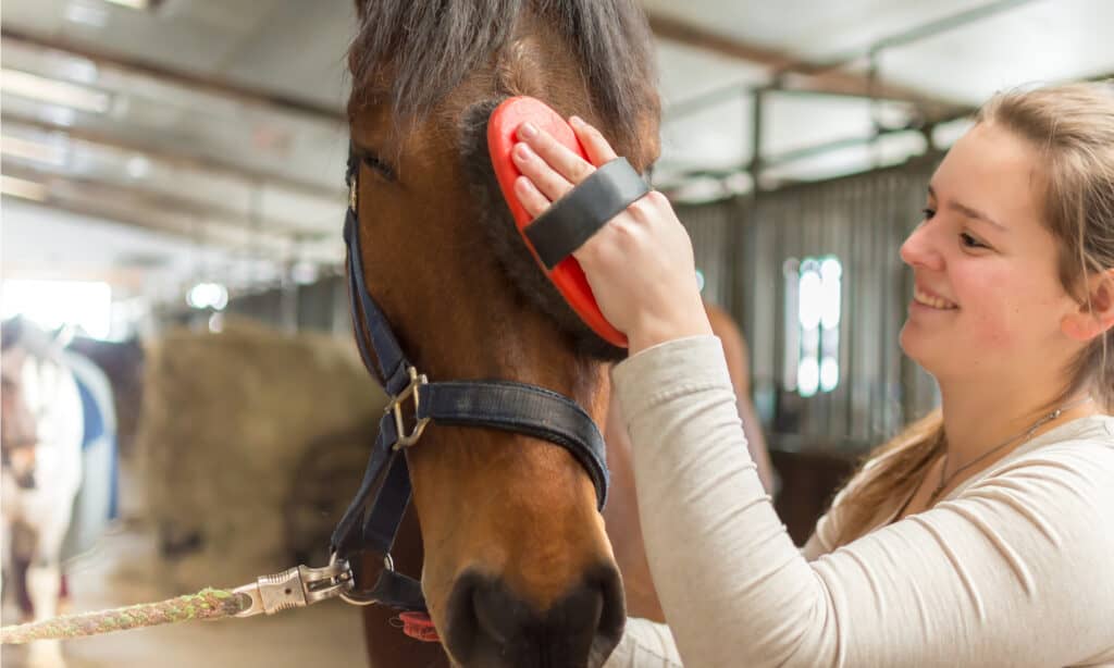 The horse is brushed by the owner