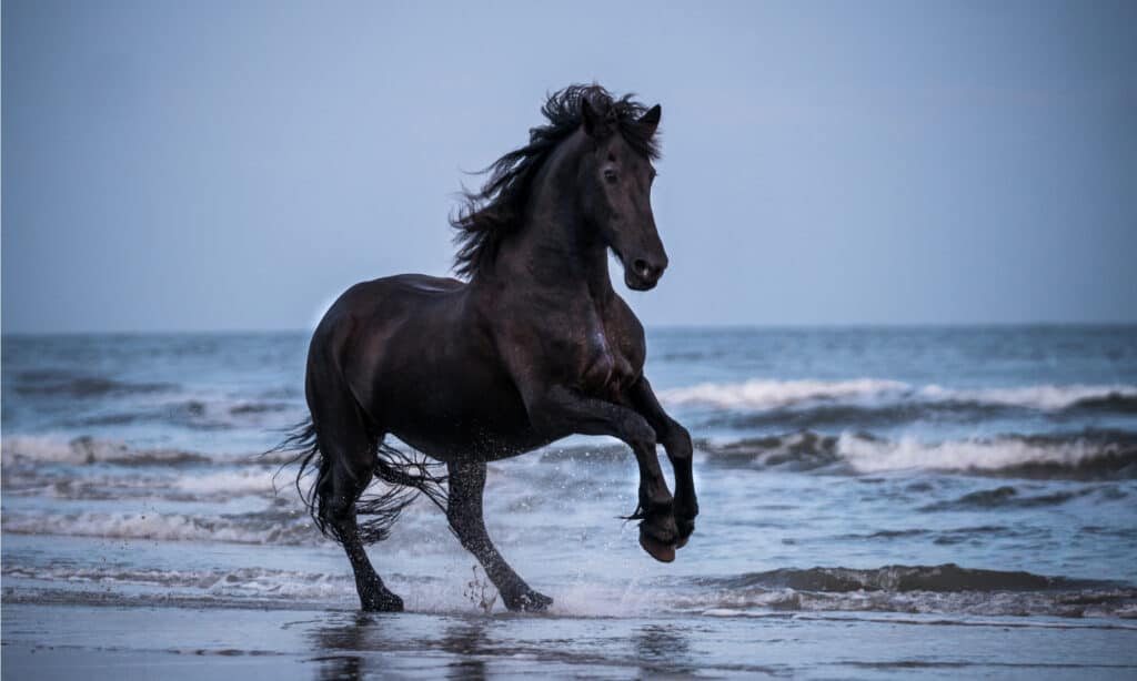Black horse galloping free at the beach.