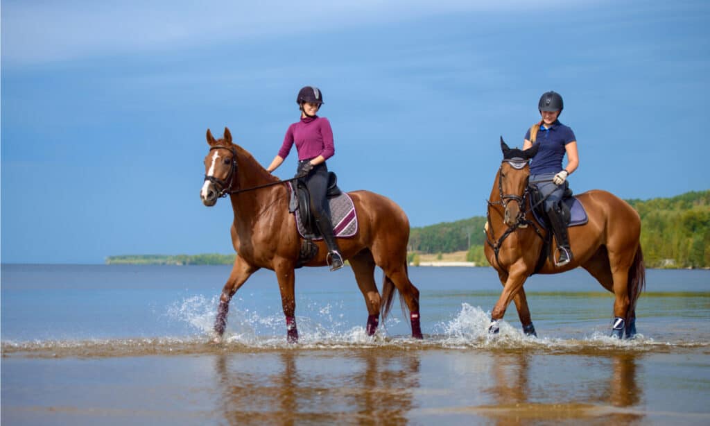 Girls riding a horse at the beach in early morning.