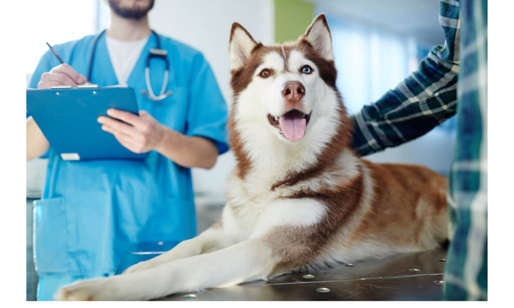 Husky-with-one-brown-and-one-blue-eye-on-the-exam-table-at-the-vet