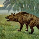 Hyaenodon