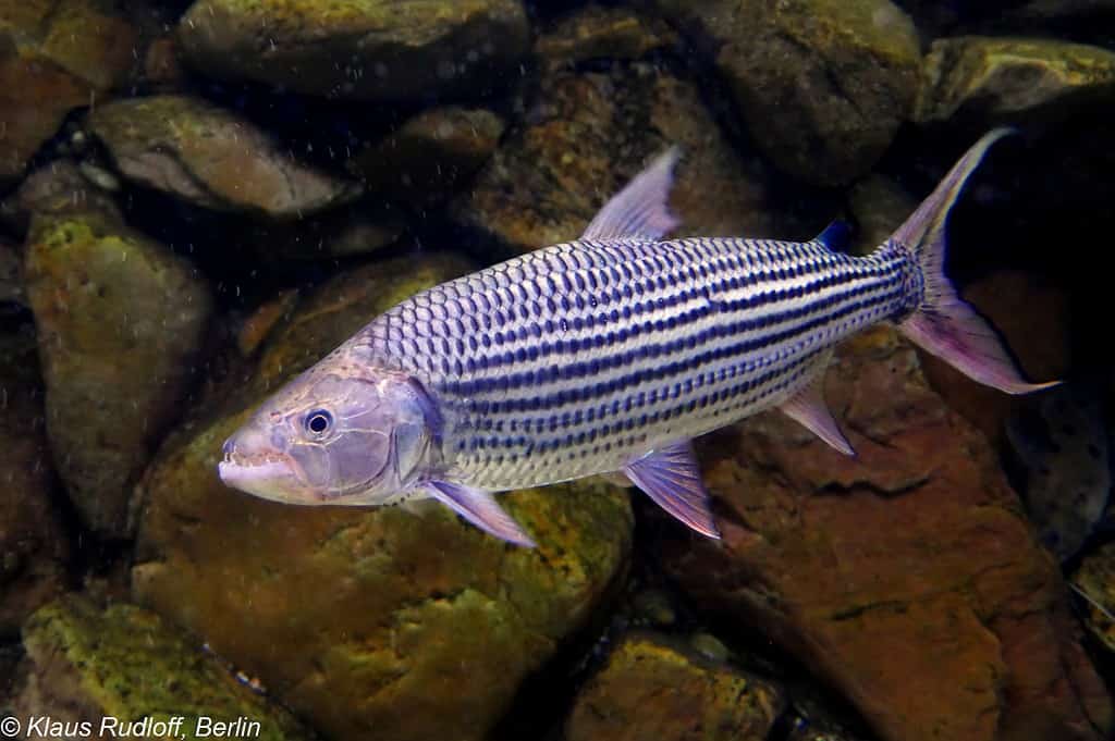 Animals of the Nile River - Hydrocynus vittatus, or African tigerfish, at Bojnice Zoo, Slovakia, in July 2018