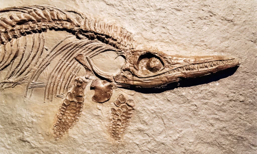 Ichthyosaurus fossil