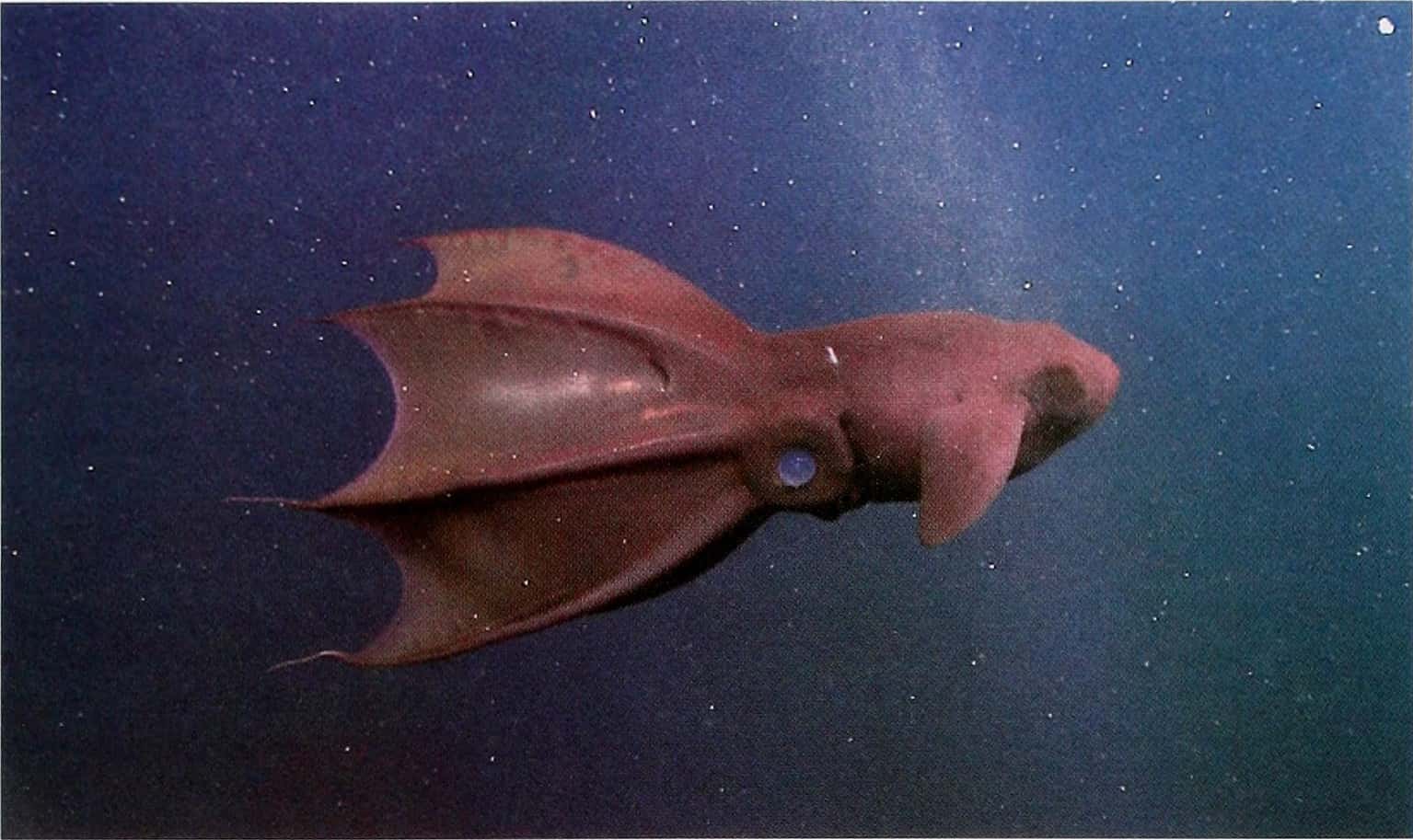 10 Incredible Vampire Squid Facts - A-Z Animals