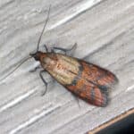 Indianmeal moth